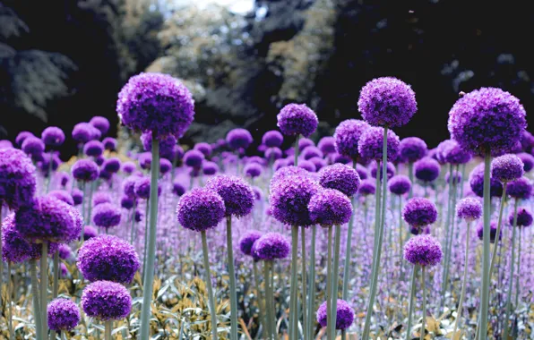 Wallpaper, nature, flowers, purple, bloom, glade, alliums