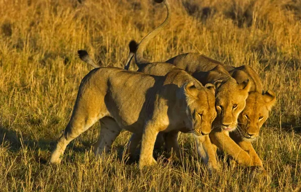Лев, Африка, Кения, львицы, Masai Mara National Reserve
