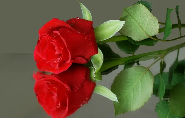 Картинка цветок, отражение, роза, красная