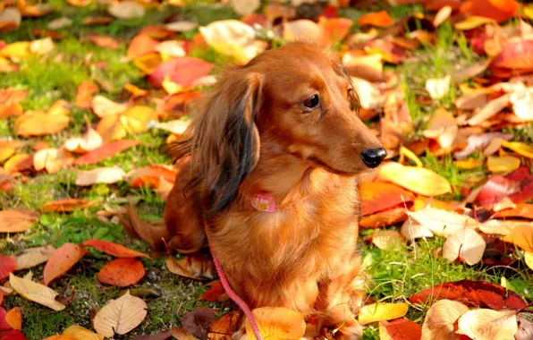 Осень, листья, собака, прогулка