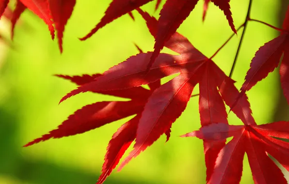 Картинка осень, листья, макро, багрянец