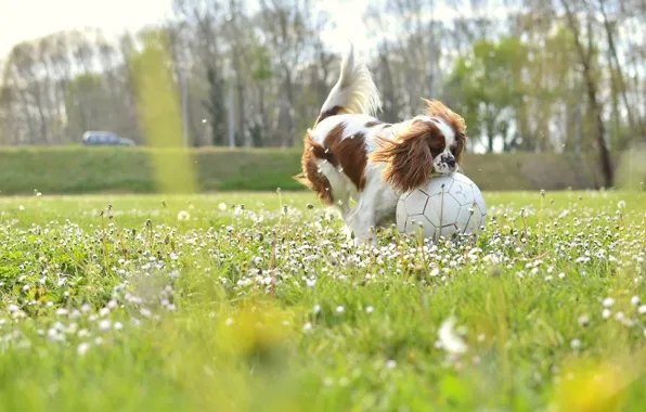 Картинка field, dog, flowers, soccer, sunny, buds