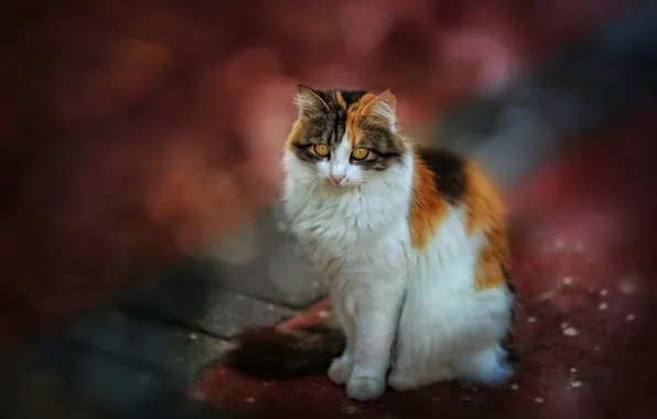 Кошка, взгляд, дорожка, сидит, красный фон, боке, желтые глаза, пятнистая