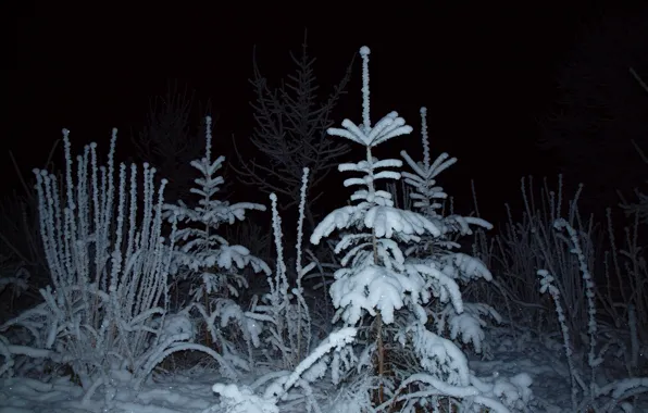 Зима, лес, свет, снег, ночь, ель