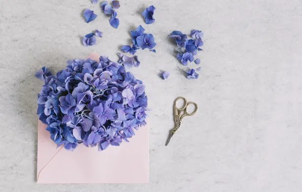 Цветы, букет, Purple, flower, pink, конверт, декор, hydrangea