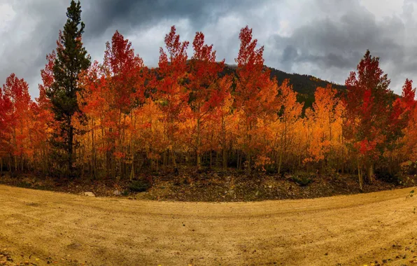 Картинка дорога, осень, небо, деревья, road, trees, Autumn