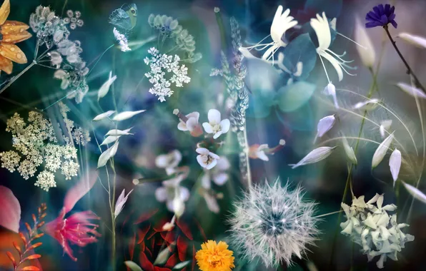 Макро, цветы, природа