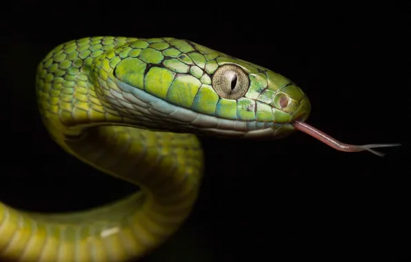 Картинка фон, змея, окрас, зеленая
