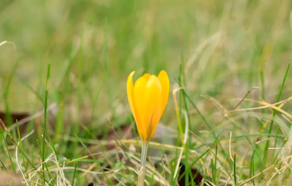 Flower, yellow, crocus