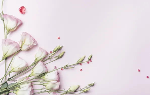 Фон, розовый, pink, flowers, эустома, eustoma