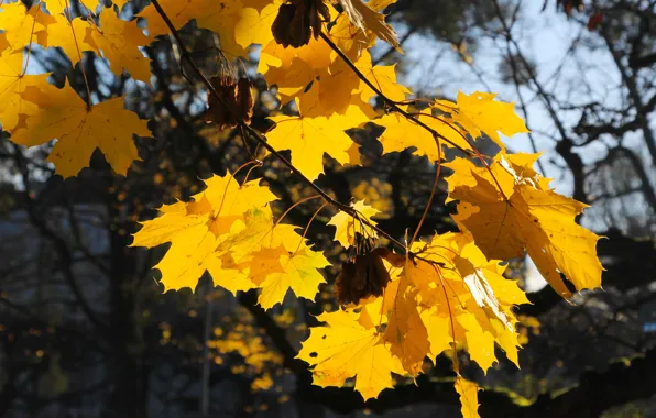Yellow, autumn, leaf, fall, twig