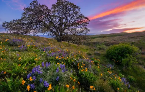 Закат, цветы, дерево, луг, Columbia Hills State Park, Washington state