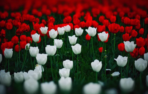 Тюльпаны, красные, белые, много