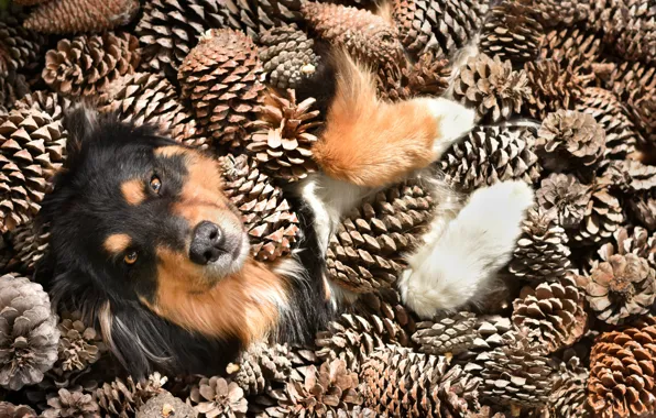 Взгляд, морда, солнце, ситуация, лапы, шишки, Австралийская овчарка