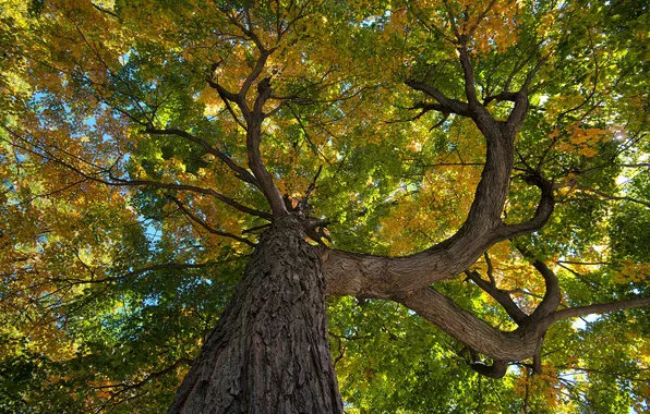 Осень, листья, дерево, ствол, кора, крона