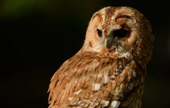Картинка сова, птица, Tawny Owl, серая неясыть