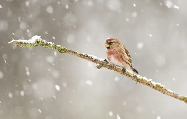Зима, снег, птица, ветка