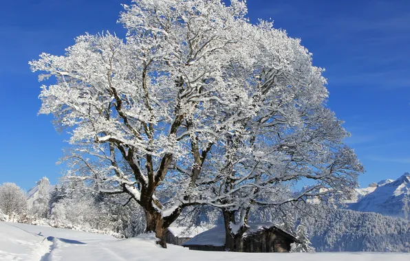 Картинка зима, лес, солнце, снег, деревья, горы, тропинка