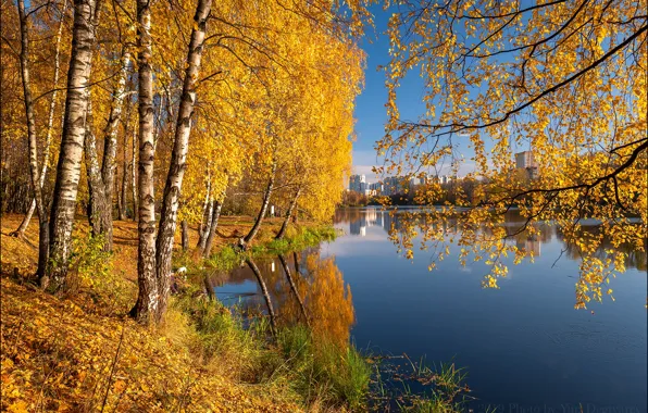 Картинка осень, деревья, ветки, отражение, река, Россия, берёзы, Московская область