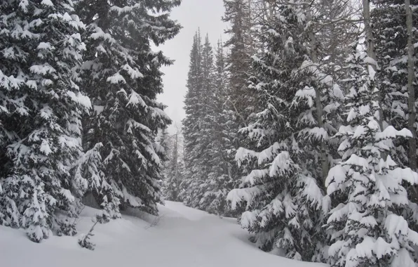 Природа, Зима, Снег, Nature, Winter, Snow, Зимний лес, Snow trees