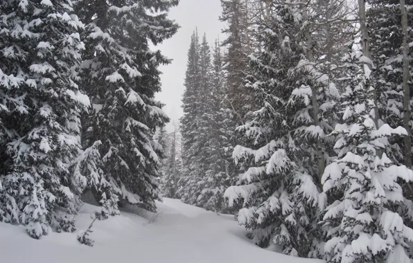 Картинка Природа, Зима, Снег, Nature, Winter, Snow, Зимний лес, Snow trees