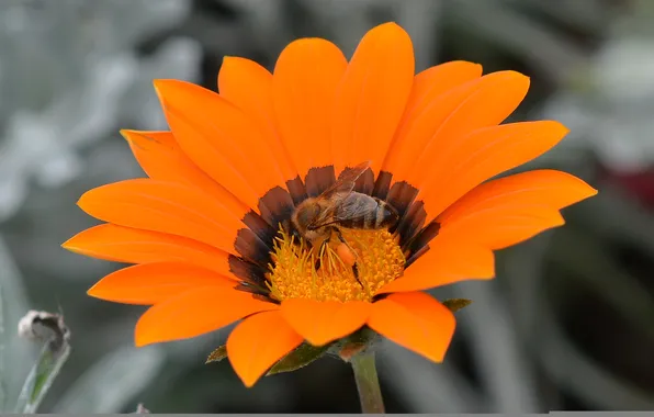 Цветок, пчела, лепестки, насекомое