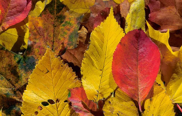 Картинка осень, листья, красно-жёлтые