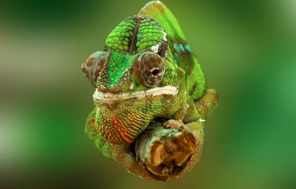 Nature, Camera, Animal, Chameleon, Professional Photographer, Frank Winkler, Camaleón