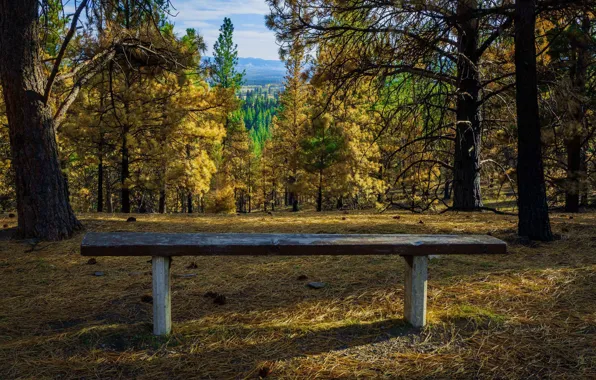 Картинка осень, деревья, скамейка