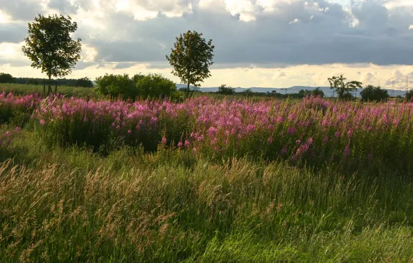 Картинка трава, Цветы, Природа, Поле, Деревья, grass, Nature, trees