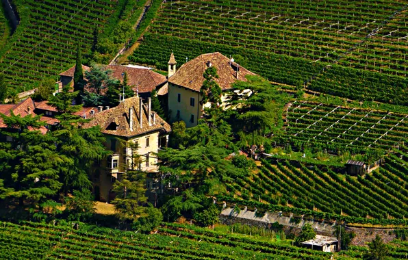 Картинка фото, Город, Замок, Ель, Италия, Поля, castle Bolzano, Vinery
