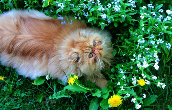 Зелень, кошка, кот, взгляд, морда, листья, цветы, природа