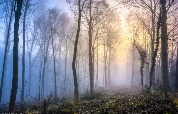 Картинка лес, деревья, природа, туман, Англия, весна, утро, England