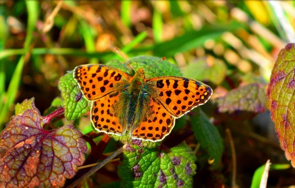 Макро, Бабочка, Macro, Butterfly