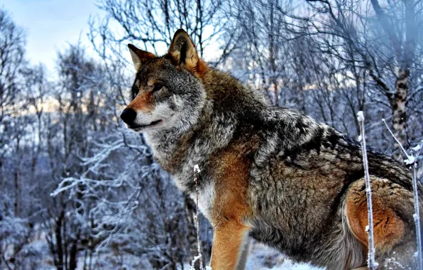 Картинка nature, snow, predator, face, animal, wolf, wildlife, portrait