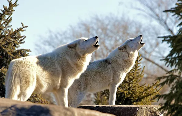 Nature, snow, predator, face, animal, wolf, wildlife, portrait