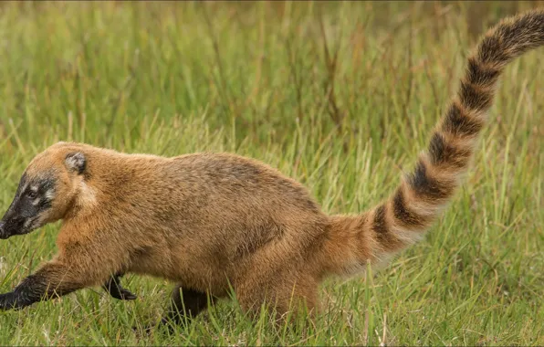 Хищник, хвост, tail, predator, коати, coati, step by step, не спеша