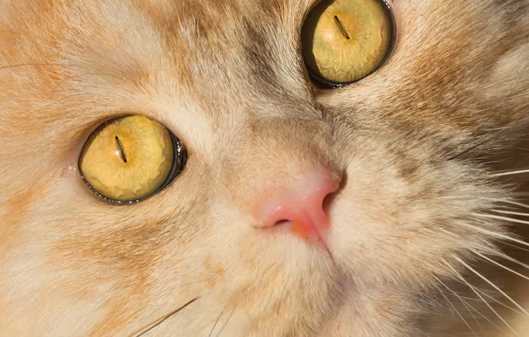 Глаза, кот, взгляд, мордочка, котэ, рыжий кот