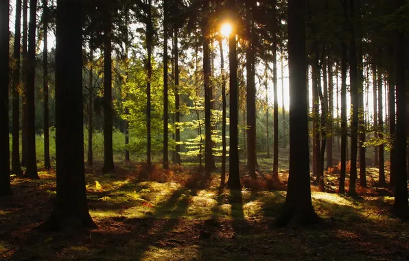 Лес, солнце, деревья, природа, Чехия, Hurky