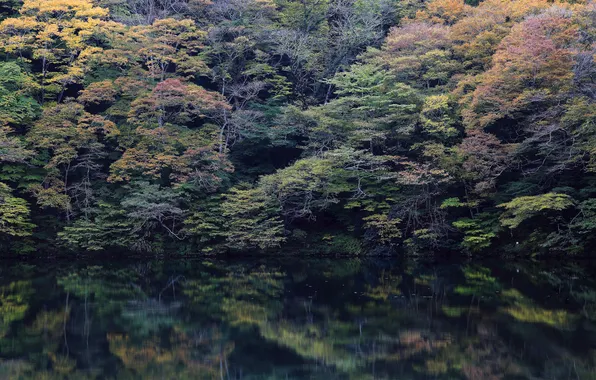 Картинка лес, деревья, озеро, отражение