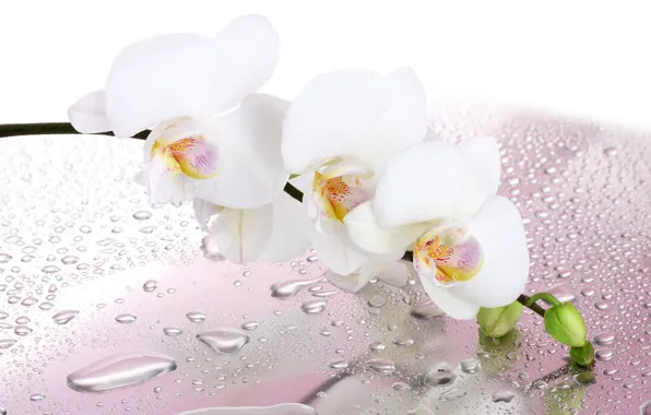 Картинка цветок, капли, веточка, лепестки, воды, белая, орхидея