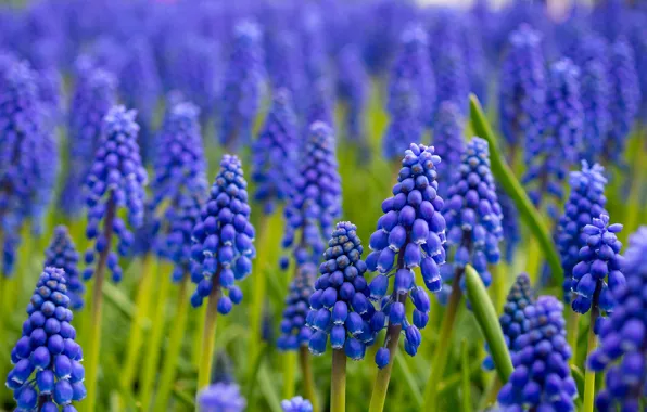 Цветы, природа, Grape Hyacinth