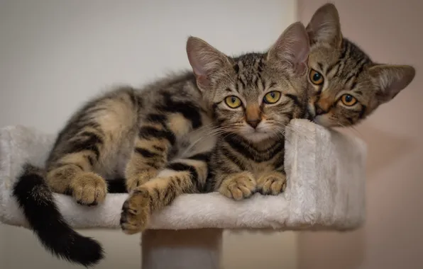 Взгляд, кошки, поза, котенок, фон, пара, котята, котёнок
