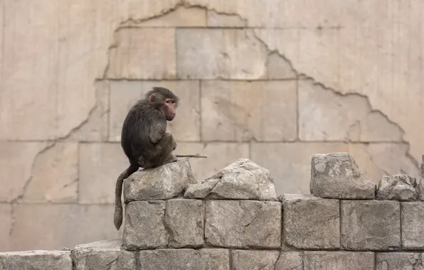 Картинка взгляд, забор, обезьяна