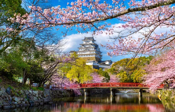 Картинка парк, весна, Япония, сакура, Japan, цветение, blossom, park