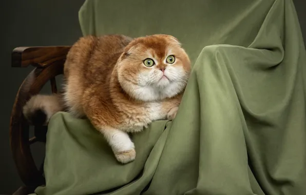 Картинка кот, рыжий, ткань, котэ, котейка, Шотландская вислоухая кошка, Светлана Писарева