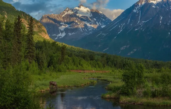 Картинка лес, горы, река, Аляска, Alaska, лось, Игл-Ривер, Чугачские горы