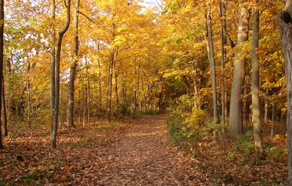 Картинка осень, лес, листва, тропа, дорожка, forest, листопад, Autumn