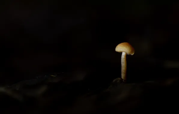 Картинка природа, фон, гриб