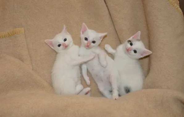Кошки, поза, котенок, покрывало, котята, белые, плед, малыши